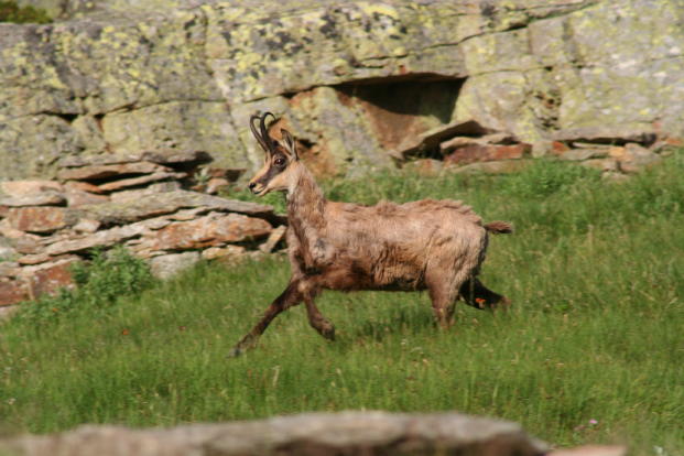 Fauna delle Alpe